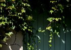 www.nathalie-photos.com : Aimargues, Europe, France, Gard, feuille, feuilles, leaf, leaves, nature, nikon, nikond750, nikonpassion, nikonphotography, ombre, shadow