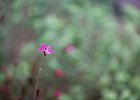 2016-09 DSC 0309 Nature-Ok : Europe, France, Hérault, La Grande Motte, Languedoc Roussillon, fleur, fleurs, flower, flowers, nature, nikon, nikond750, nikonpassion, nikonphotography