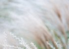 2016-09 DSC 0302 Nature-Ok : Europe, France, Hérault, La Grande Motte, Languedoc Roussillon, fleur, fleurs, flower, flowers, nature, nikon, nikond750, nikonpassion, nikonphotography
