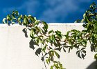 2016-09 DSC 0376 Nature-Ok : Europe, France, Hérault, La Grande Motte, Languedoc Roussillon, feuille, feuilles, leaf, leaves, nature, nikon, nikond750, nikonpassion, nikonphotography, plant, plante, shadow, structure