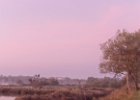 2016-11 DSC 1400 Camargue-Ok : Camargue, Europe, France, Gard, Languedoc Roussillon, lever de soleil, nikon, nikond5500, nikonpassion, nikonphotography, soleil, sun, sunrise