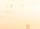 2016-11 DSC 1430 Camargue-Ok : Camargue, Europe, France, Gard, Languedoc Roussillon, lever de soleil, nikon, nikond5500, nikonpassion, nikonphotography, soleil, sun, sunrise
