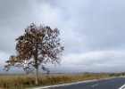 2016-11 DSC 1701 Camargue-Ok : Camargue, Europe, France, Gard, Languedoc Roussillon, nature, nikon, nikond5500, nikonpassion, nikonphotography, reeds, roseaux