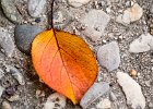 2016-11 DSC 1372 Nature-Ok : automne, autumn, nature, nikon, nikond5500, nikonpassion, nikonphotography