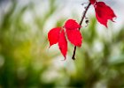 2016-11 DSC 1384 Nature-Ok : automne, autumn, nature, nikon, nikond5500, nikonpassion, nikonphotography