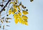 2016-11 DSC 1482 Nature-Ok : automne, autumn, nature, nikon, nikond5500, nikonpassion, nikonphotography