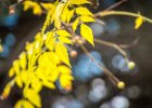 2016-11 DSC 1709 Nature-Ok : automne, autumn, nature, nikon, nikond5500, nikonpassion, nikonphotography