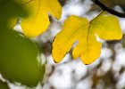 2016-11 DSC 1716 Nature-Ok : automne, autumn, nature, nikon, nikond5500, nikonpassion, nikonphotography