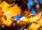 2016-11 DSC 1837 Nature-Ok : automne, autumn, nature, nikon, nikond5500, nikonpassion, nikonphotography