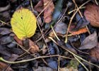 2016-11 IMG 2596 Exmes ok : Canon, Canon G5X, Europe, Exmes, basse-normandie, feuille, feuilles, france, g5x, leaf, leaves, nature, normandie, orne