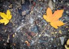 2016-11 IMG 2602 Exmes ok : Canon, Canon G5X, Europe, Exmes, basse-normandie, feuille, feuilles, france, g5x, leaf, leaves, nature, normandie, orne