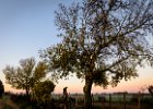 2016-12 DSC 2455 Camargue-Ok : Camargue, Europe, France, Gard, Languedoc Roussillon, lever de soleil, nikon, nikond5500, nikonpassion, nikonphotography, sunrise