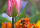 (c)2009-N.Stickelbaut : Fleurs, Jaune Orange, LaGrandeMotte Herault Languedoc-Roussillon France, Rose, Tulipe