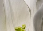 (c)2009-N.Stickelbaut : Blanc Beige, Fleurs, LaGrandeMotte Herault Languedoc-Roussillon France, Tulipe