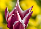 (c)2009-N.Stickelbaut : Fleurs, Jaune Orange, LaGrandeMotte Herault Languedoc-Roussillon France, Rose, Tulipe