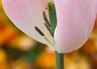 (c)2009-N.Stickelbaut : Rose, Tulipe