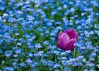 (c)2009-N.Stickelbaut : Bleu Violet, Fleurs, LaGrandeMotte Herault Languedoc-Roussillon France, Tulipe