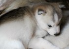 Gina et ses 1ers chiots  Gina et ses 1ers chiots : Gina, husky, chiot, chiots, 5 semaines