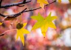 2015-11--- DSC 1691 Autumn-Leaves ok