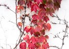 2015-11--- DSC 1852 Autumn-Leaves ok