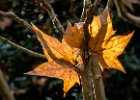 2015-11--- P1030905 Autumn-Leaves ok