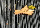 2015-11--- P1030919 Autumn-Leaves ok