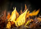 2015-11--- P1030922 Autumn-Leaves ok