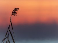 2018-12 DSC5243 Camargue-Sunrise-Ok  www.nathalie-photos.com