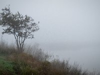 2019-10 DSC 2954 Camargue-Morning-Fog-Ok