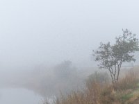2019-10 DSC 2960 Camargue-Morning-Fog-Ok