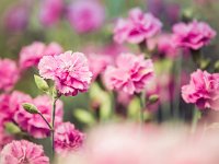 Nature-Carnations